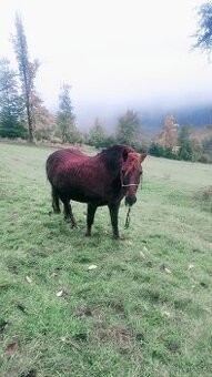 Pony, poník - PARŤAK NA PASTVINU