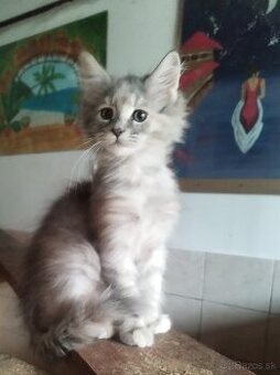 Mainska mývalia mačka