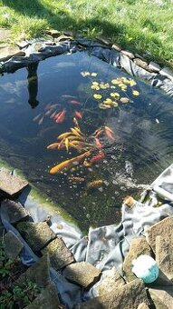 Predam koi kapre a karasy