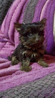 Yorkshirsky teriér, Yorkshire, York