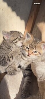 Darujem krasne maciatka