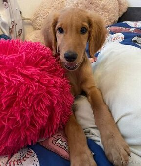 Darujem túto krásnu fenku