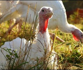 Predam morky ty co nestihli objednat