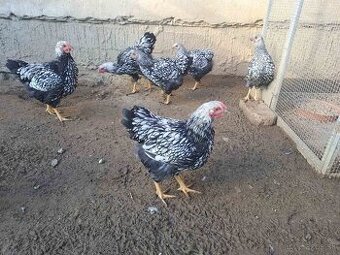 Wyandotka čierno lemovana