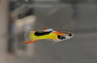 Endlerky - Poecilia Wingei