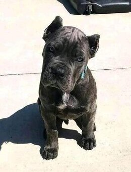 Šteniatka cane corso na predaj.