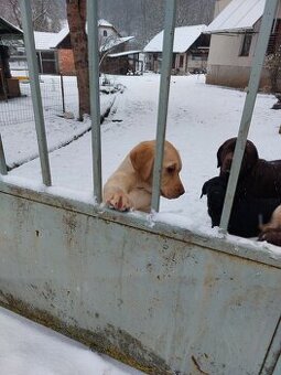 Šteniatka čistokrvného labradora