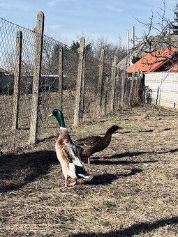 indický bežec, kačer, samec, indecke bezce, biely