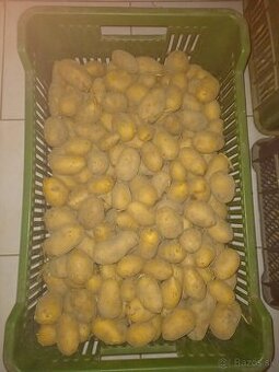 Predám sadbové zemiaky