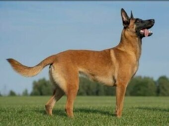 Kúpim šteniatko Belgický ovčiak Malinoi