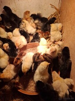 Kuriatka marans,vlaška, Domáci mix