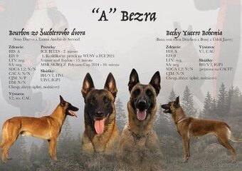 Belgicky ovciak malinois
