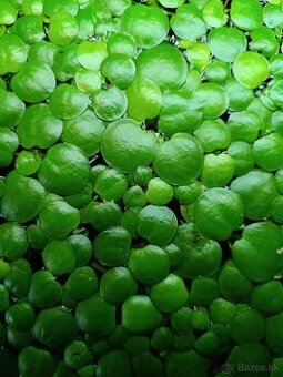 Limnobium