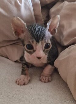 Predám mačiatka Sphynx