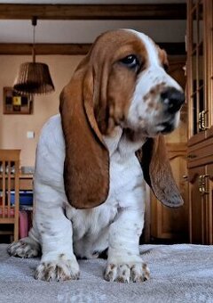 Basset Hound