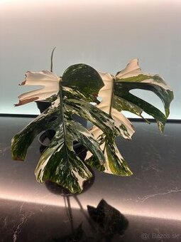 Monstera Albo