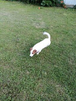 Jack russell - 1