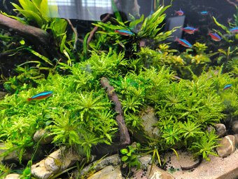 Rastliny- pogostemon helferi