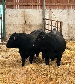 Plemenní býci Aberdeen Angus