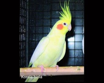 Korela lutino samec 2025