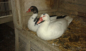 predám káčera kačice