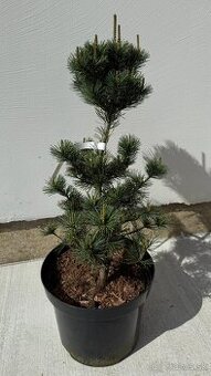 Borovica málokvetá Negishi 50 cm