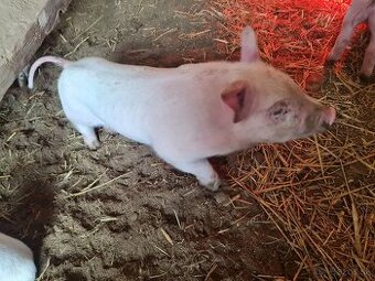 Odstavčata kanec - ešte nevyrezany