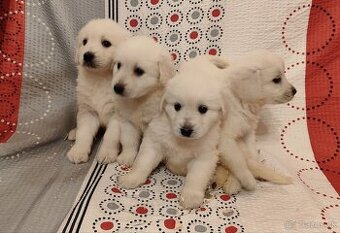 Predám šteniatka slovenského Čuvača