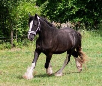 Shire horse klisna