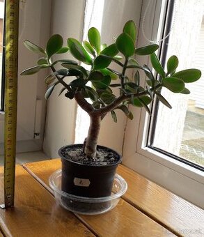 Crassula Ovata - tučnolist, Strom peňazí - 24 Eur (č.8)