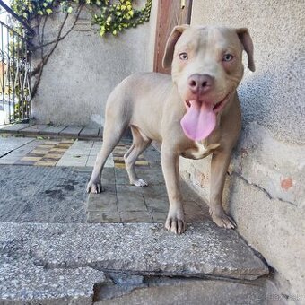 Americký pitbulterier pitbul pitbull silver lilac rare Topp