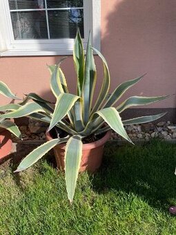 Agave americana ‘Marginata’