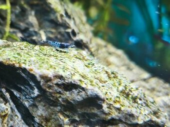 Krevetky neocaridina
