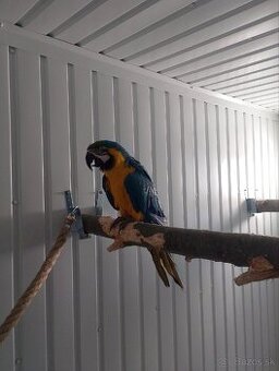 Ara ararauna