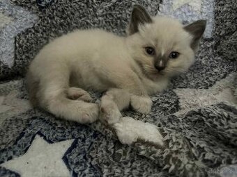 Ragdoll