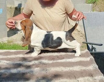 Basset Hound - fenka s PP