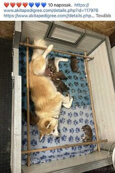 Akita inu šteniatka s rodokmeňom