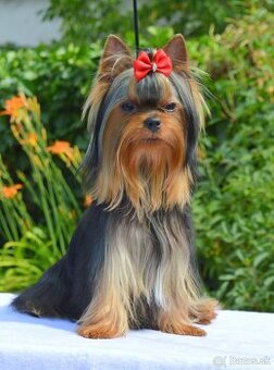 Yorkshire Terrier, York, Jork, Yorkshirsky teriér, šteniatka