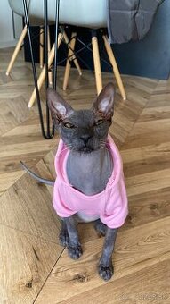 Donsky sphynx darujeme