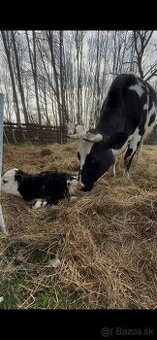 Holstein krava po prvom telení