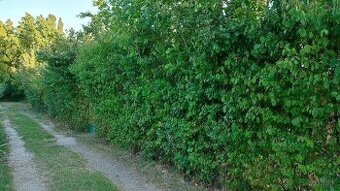 ZĽAVA - Záhrada Košice, v meste 361m, OV, celoročný prístup