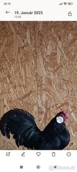 Predám kohútika Bantamky čiernej