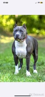 American Bully XL