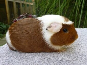 Morčiatka s rodokmeňom