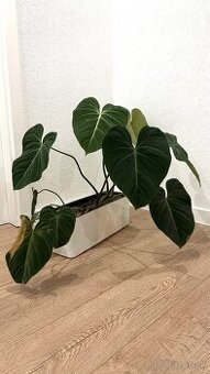Philodendron Gloriosum