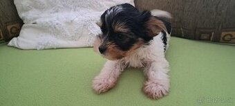 Yorkshire terier biewer