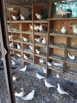 Biele poštové holuby