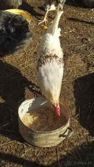 Predám mladých kohútikov