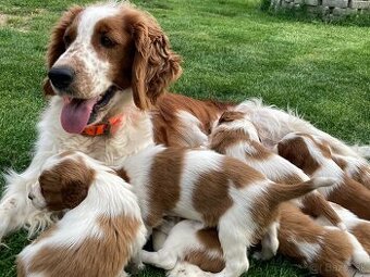 Welsh Springer Spaniel - šteniatka