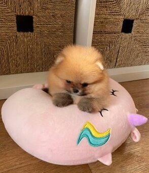 Pomeranian mini